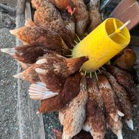 Galline isabrown