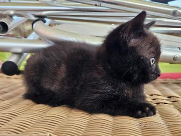 Gattini