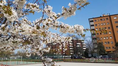 Appartamento 115 Mq visionabile subito (MI)