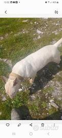 Bull terrier femmina
