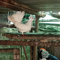 Coppie colombe pavoncelle