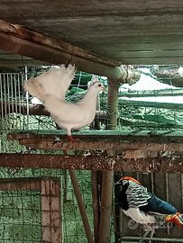 Coppie colombe pavoncelle