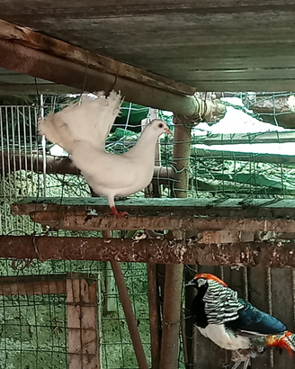 Coppie colombe pavoncelle