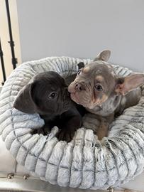 Bulldog francesi