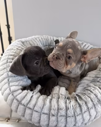 Bulldog francesi