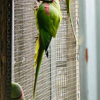 Maschio Pappagallo Grande Alessandrino 2024