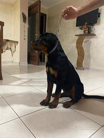 Animali