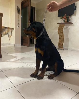 Animali