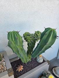 pianta grassa Myrtillocactus