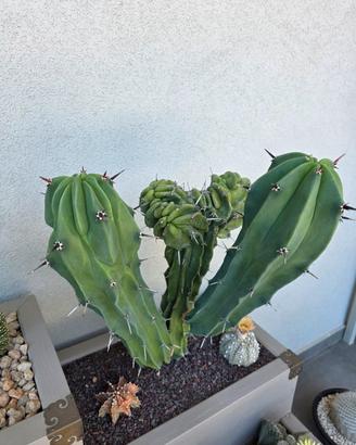 pianta grassa Myrtillocactus