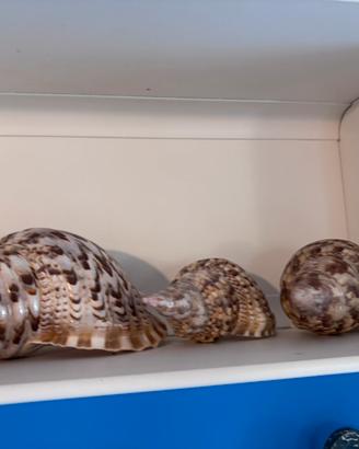 Collezione di Caronie enormi
