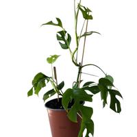 Monstera Minima (Rhaphidophora tetrasperma)
