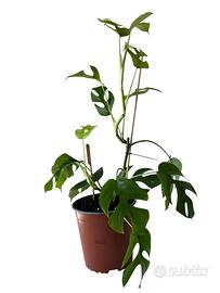 Monstera Minima (Rhaphidophora tetrasperma)