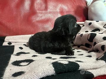 Chihuahua Toy femminuccia