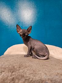 Canadian Sphynx