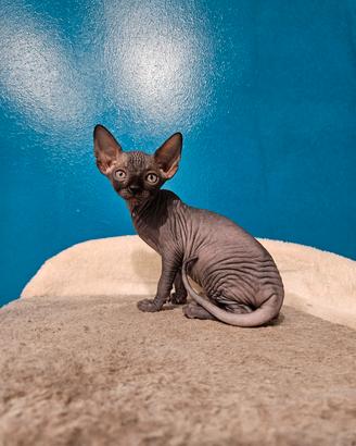 Canadian Sphynx