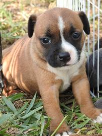 Staffy Staffordshire bull terrier