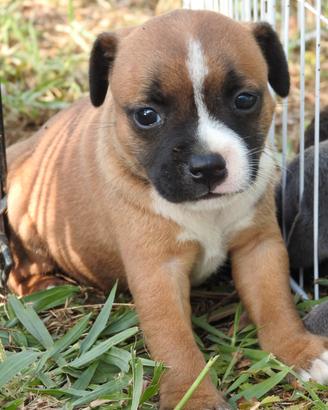 Staffy Staffordshire bull terrier