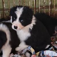 Border collie