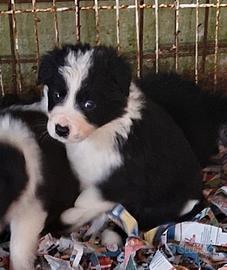 Border collie