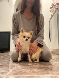 Chihuahua maschio con pedigree 1 anno