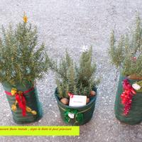 privato vende albero di rosmarino