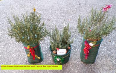 privato vende albero di rosmarino
