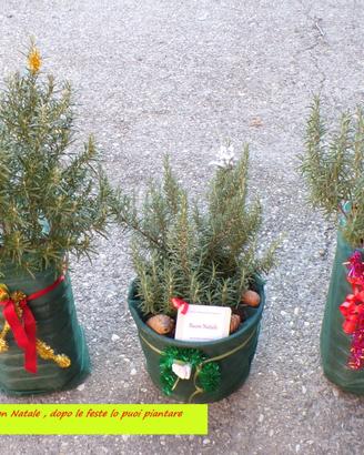 privato vende albero di rosmarino