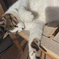 Gatti in adozione o stallo