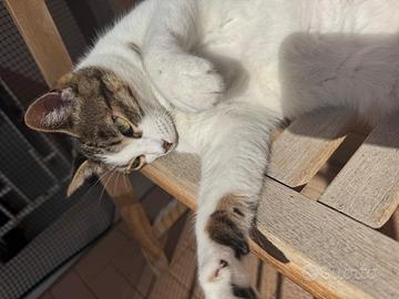 Gatti in adozione o stallo