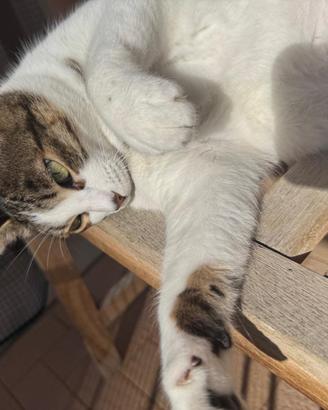 Gatti in adozione o stallo