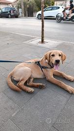 Cuccioli LABRADOR ORIGINALI 5 MESI