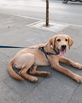 Cuccioli LABRADOR ORIGINALI 5 MESI