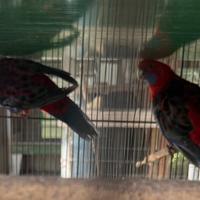 Pappagalli parrocchetto Rosella di pennant