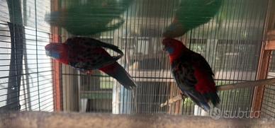 Pappagalli parrocchetto Rosella di pennant