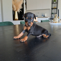 Pinscher cuccioli