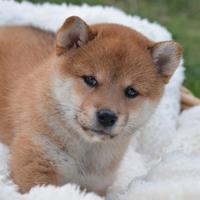 Shiba Inu Pedigree Rosa Enci