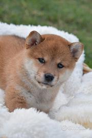 Shiba Inu Pedigree Rosa Enci