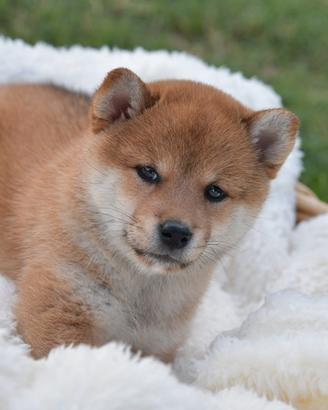 Shiba Inu Pedigree Rosa Enci