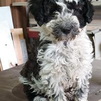 Lagotto romagnolo