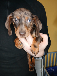 Cucciolo bassotto femmina