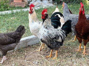 Galli misti 2/3mesi