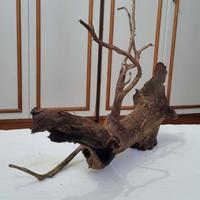 radice quercia per acquario 
