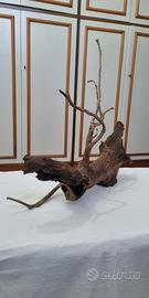 radice quercia per acquario 