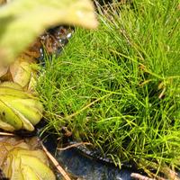 Eleocharis Acicularis, pianta acquatica palustre