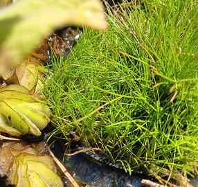 Eleocharis Acicularis, pianta acquatica palustre