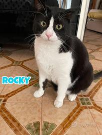 Rocky gatto di 6 anni