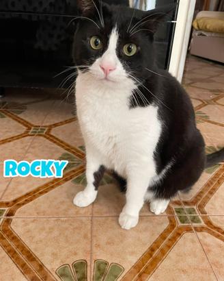Rocky gatto di 6 anni