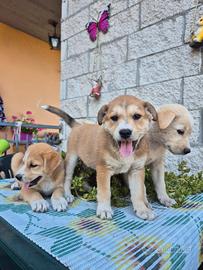 Cuccioli di 2 mesi
