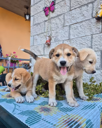 Cuccioli di 2 mesi